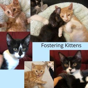 Broke my arm.Fostering kittens.Please share 😻